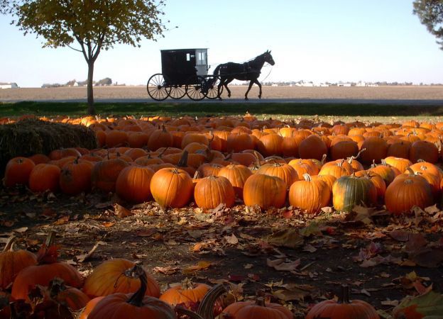 The Great Pumpkin Patch: 30th Season